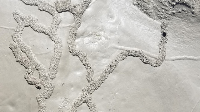 Bioturbation contemporaine dans le rio Isabena