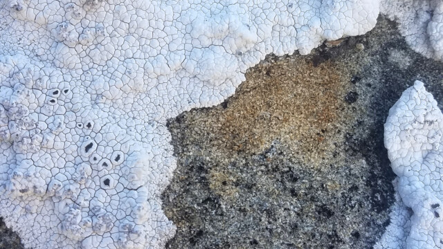 Aspicilia-calcarea