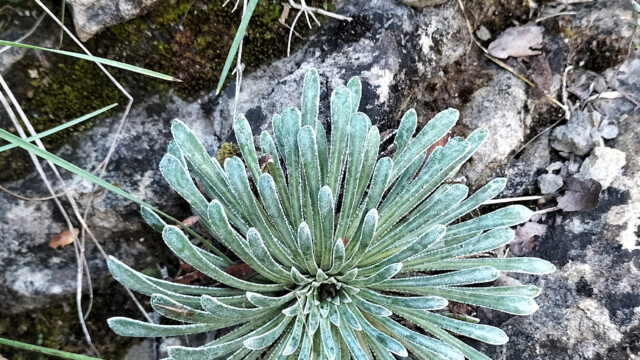 Rio Isábena Saxifraga longifolia (photo M. Wienin)