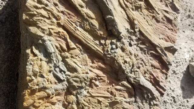 Bioturbations dans les dépôts turbiditiques - Ainsa