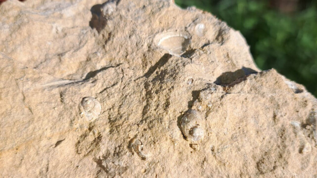 Fossiles dulcicoles. En haut polymesoda dumasi, à gauche helix ramondi, à droite probable potamides bernasensis (Photo S. Roels)