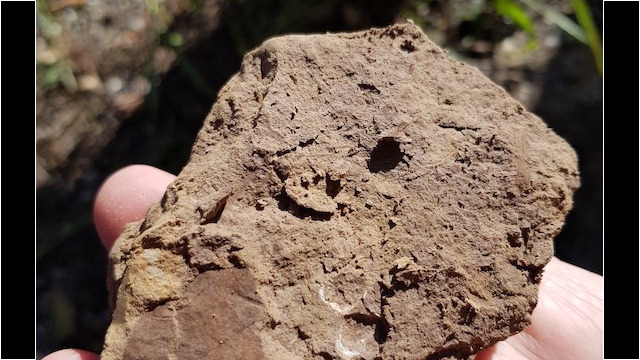 Fragment végétal fossile dans les grés - Monteils (photo M. de Gouvenain)