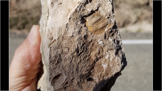 Probable polymesoda retracta (photo M.de.Gouvenain)
