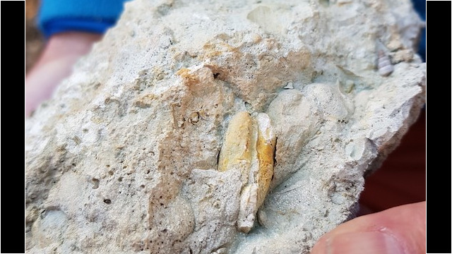 Bivalve de type cyrène dans les grès (photo M. de Gouvenain)