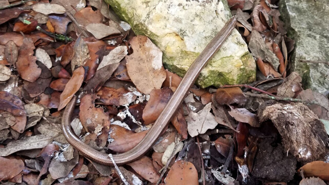 Un orvet rencontré sur le chemin