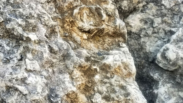Vaccinites giganteus (rudistes du Coniacien)
