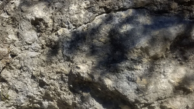 Niveaux à rudistes dans le Coniacien
