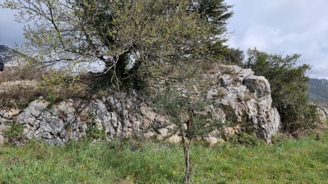 Amande de faille (photo P. Gaubert)