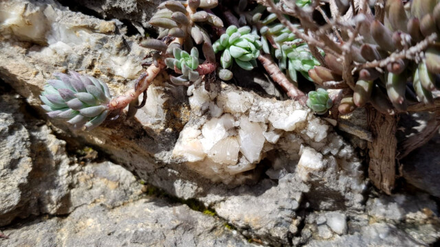 Orpin de Nice et cristaux de calcite sur le calcaire Jurassique (photo M. de Gouvenain)