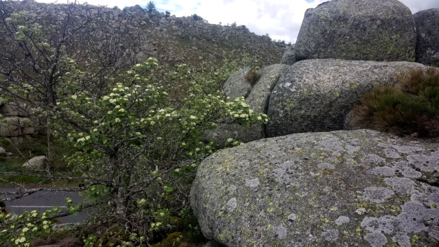 Le chaos de Rûnes formé dans le granite du Bougès