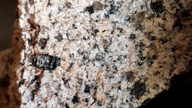Cordiérite dans le granite des Laubies (photo MdG)