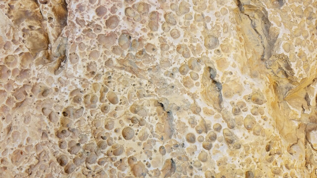 Perforations de lithophages aujourd'hui à environ 110 mètres d'altitude