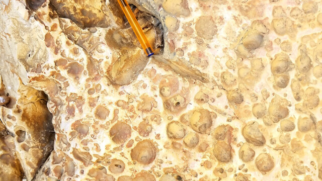 Perforations de lithophages