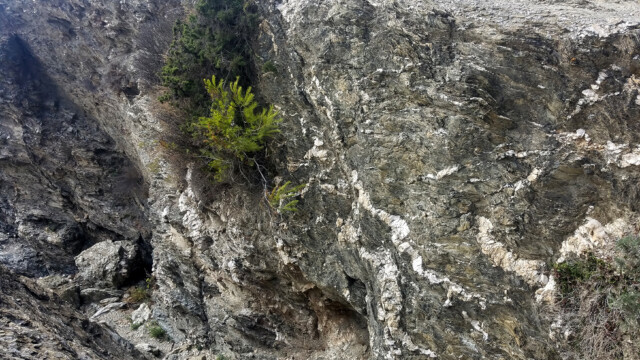 Phyllades avec inclusions de quartz- Île du Gaou