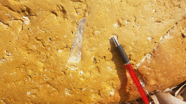 Pointe de la Cride - Belemnite dans le Bajocien