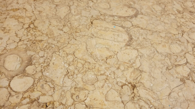 Calcaire à rudistes en coupe