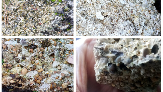 Différents faciès de grès et conglomérats (tailles variables des grains et proportions plus ou moins élevée de bioclastes dans ciment calcaire)