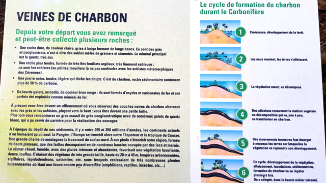 Schéma formation du charbon au Carbonifère (photo A. Touzillier)